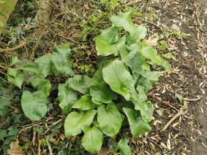 Arun leaf