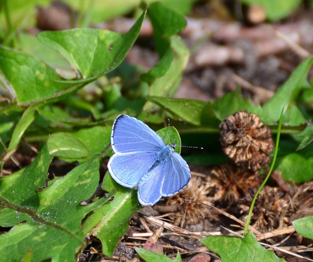 Adonis blue butterfly