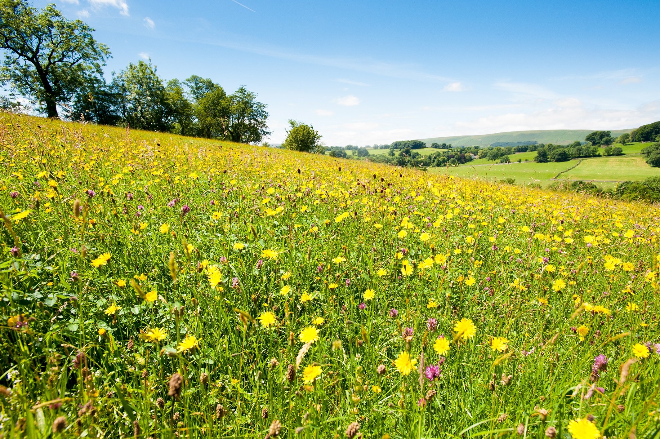 Meadow